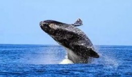 鲸鱼的叫声爆料视频,探寻海洋巨兽的神秘沟通之谜